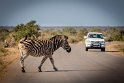 069 Kruger National Park, zebra